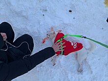 В Пензе мужчина покалечил чихуахуа на глазах у хозяйки и прохожих