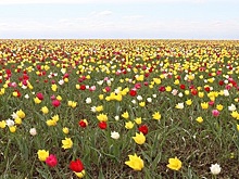 Краски Стрелецкой степи