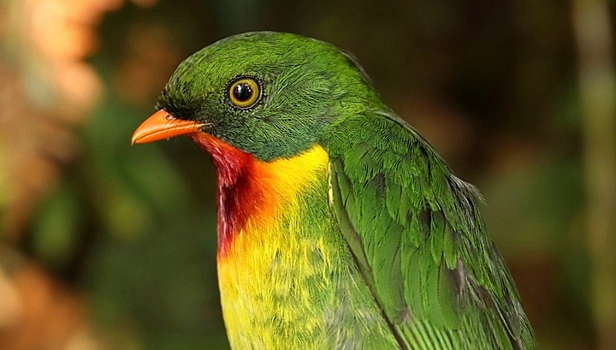 "Эскалатор вымирания" запущен: из-за глобального потепления сокращаются популяции тропических птиц