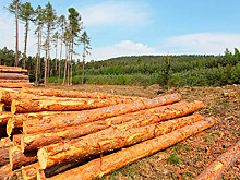 Более 800 млн рублей инвестировано в лесную промышленность Красноярского края в первом квартале