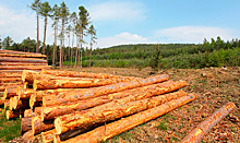 Более 800 млн рублей инвестировано в лесную промышленность Красноярского края в первом квартале
