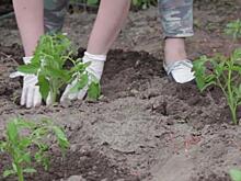 В Курске состоится садовая ярмарка