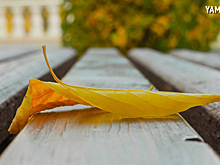 Синоптики предупредили ямальцев о дождливых выходных