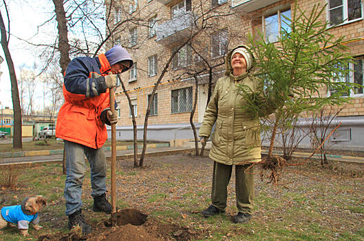 Сезон озеленения завершили в Москве