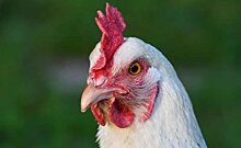 Росприроднадзор будет добиваться от птицекомплекса "Ак Барс" получения лицензии на обращение с куриным пометом