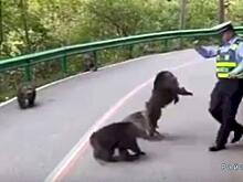 Обезьяны напали на полицейского и устроили пробку на дороге