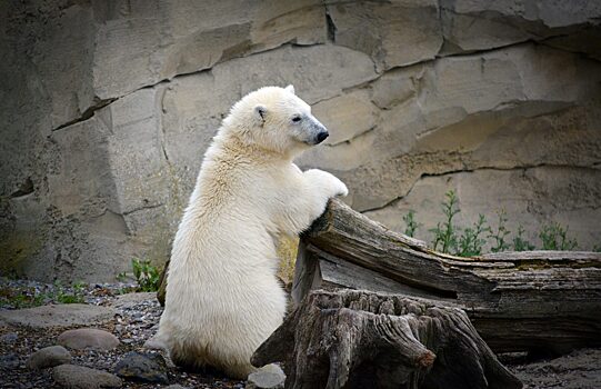 Как назвать: в Московском зоопарке выберут имя для белого медвежонка