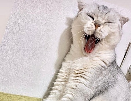 Пушистые помощники: 12 фото самоизолированных котов читателей IZHLIFE