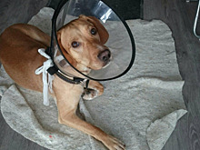 В Калининграде охотничьей собаке наложили десять швов после нападения стаффорда