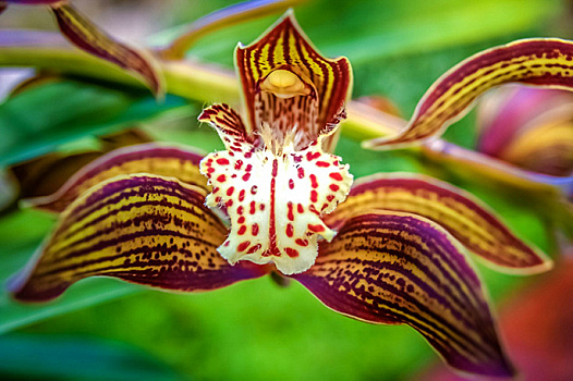 В Бразилии пройдет 2-я в этом году ярмарка орхидей