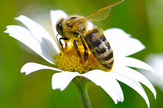Биологи научили пчел отличать четные числа от нечетных