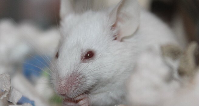 Генная терапия вернула слепым мышам зрение