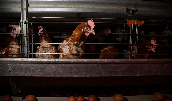 Волгоградская область выходит на самообеспечение куриным яйцом