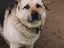 Брутальный костромской пёсокот ищет друга для обнимашек