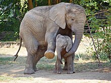 В Намибии продают слонов на аукционах из-за «территориальных конфликтов с людьми»