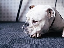 Ветврач призвала помогать собакам и кошкам, чьи владельцы госпитализированы с COVID-19