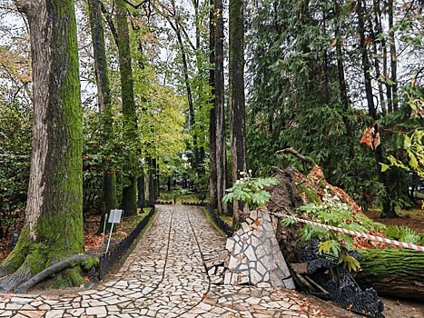 Сочинский нацпарк лишился одного из древних исполинов