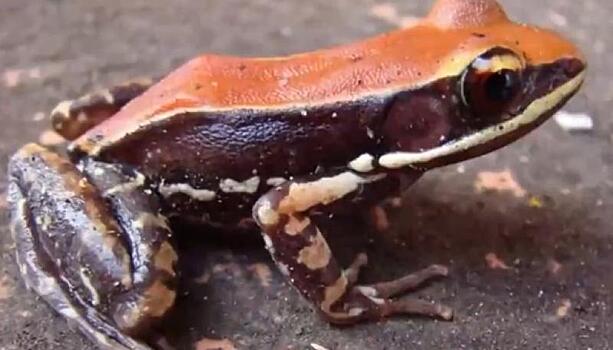 Спасительная лягушка: ученые обнаружили убивающее грипп соединение в лягушачьей слизи