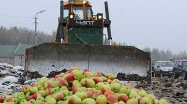 Почти три тонны санкционных груш и яблок раздавили в Псковской области