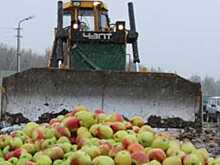 Почти три тонны санкционных груш и яблок раздавили в Псковской области