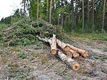 В Госдуме предложили принять российские лесные стандарты