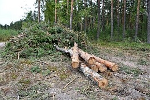 Интенсивная модель лесопользования в СЗФО принесла первые результаты