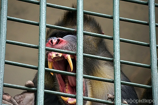 В китайском зоопарке обезьяна от обиды спустила ребенка с лестницы