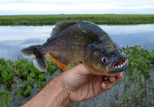 Самая опасная пресная рыба: что на самом деле пиранья может сделать с человеком
