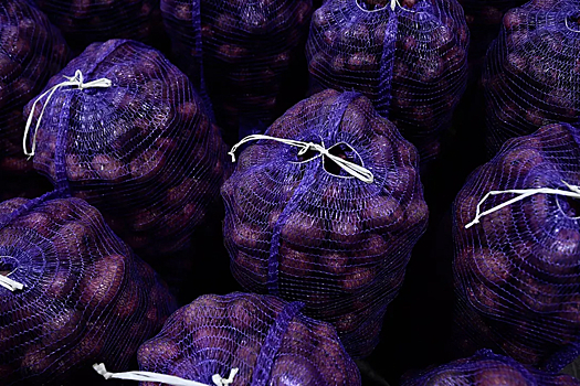 На Брянщине собрали 1,3 млн тонн картофеля и ожидают рекордного урожая