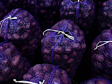 На Брянщине собрали 1,3 млн тонн картофеля и ожидают рекордного урожая