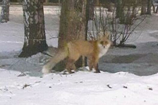 Бешенство! В Новосибирской области будут отстреливать лисиц