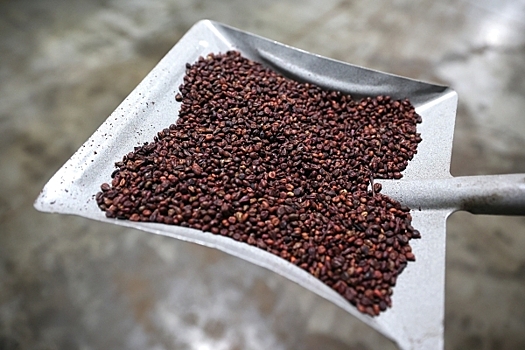 Генетик раскрыл, как таблетки на виноградных косточках замедлят старение