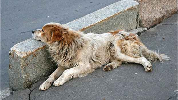 Воронежцы сообщили о массовой травле собак догхантерами