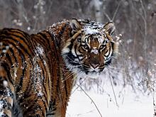 Тигр проверил охрану воинской части под Хабаровском