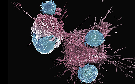 Обнаружены критически важные для образования Т-клеток белки
