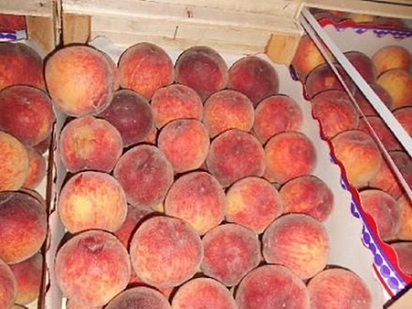 Россельхознадзор вернет Турции 20 тонн персиков с мухами