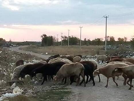 Перелюбские овцы пасутся на помойке