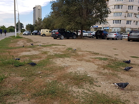 «Деревьев нет»: аллея в центре Волгограда умирает под колесами элитных машин и маршруток