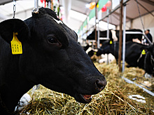 Россия купила в Европе 45 тысяч телок