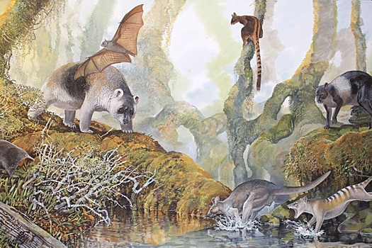 Ученые обнаружили новый вид гигантского кенгуру