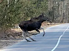 Автомобиль сбил лося в подмосковном Наро-Фоминске