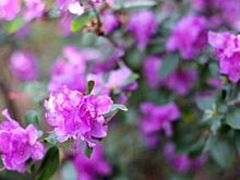 Названа дата проведения праздника «Цветение маральника» на Алтае