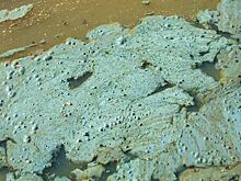 Как самому протестировать водоем на токсичные сине-зеленые водоросли по советам эксперта