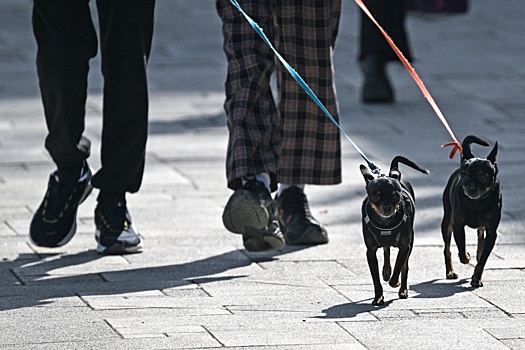 Юрист Пишняк разъяснила, законны ли штрафы за неубранную мочу собаки