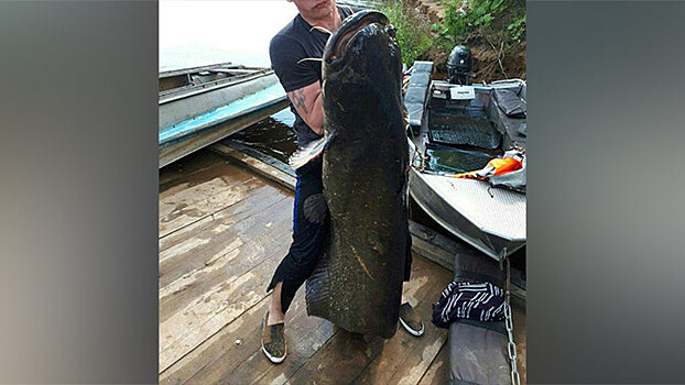 Кировский рыбак поймал сома весом 87 килограмм