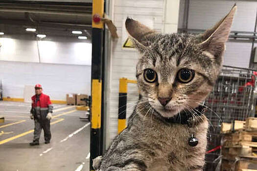 В Коломне работники склада сети "Магнит" нашли кота, приехавшего туда на фуре
