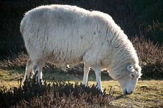 Из-за карантина по оспе в Псковской области будут прививать овец и коз