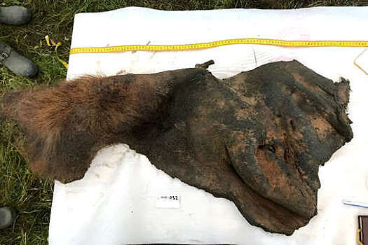 AP: активность генов в коже мамонта на 96% совпадает с кожей слона