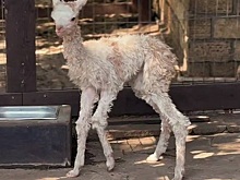 В донском парке родился детеныш альпаки