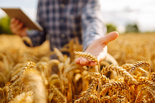 Рекордный урожай зерна собрали ставропольские аграрии. Помогла погода — в июне прошли дожди